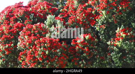 Rote Blüten von Metrosideros excelsa, neuseeländischer weihnachtsbaum Stockfoto