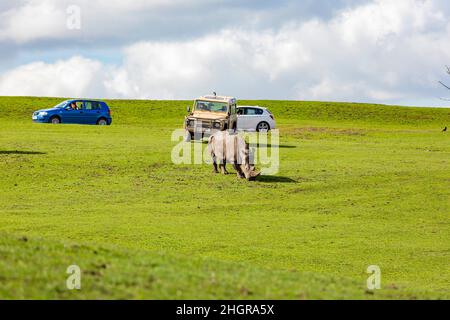 Nahaufnahme der indischen Rhinozeros im wunderschönen West Midland Safari Park in Spring Grove, Großbritannien Stockfoto