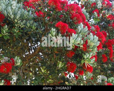 Rote Blüten von Metrosideros excelsa, neuseeländischer weihnachtsbaum Stockfoto