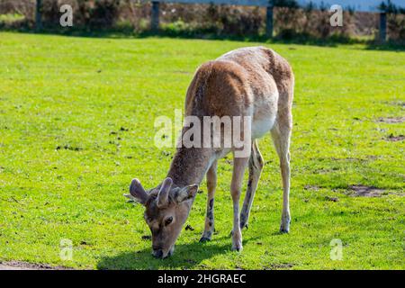 Nahaufnahme des schönen Sika-Hirsches im wunderschönen West Midland Safari Park in Spring Grove, Großbritannien Stockfoto