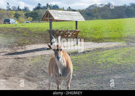 Nahaufnahme einer Antilopenwanderung im wunderschönen West Midland Safari Park in Großbritannien Stockfoto
