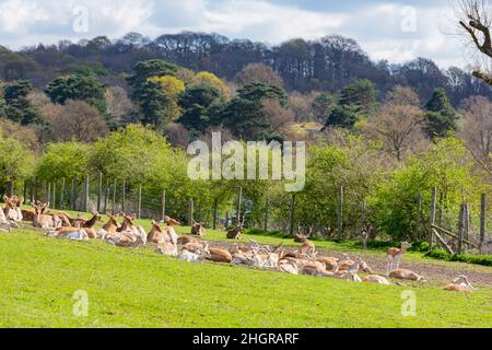 Nahaufnahme des wunderschönen persischen Farllow-Hirschen im wunderschönen West Midland Safari Park in Spring Grove, Großbritannien Stockfoto