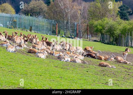 Nahaufnahme des wunderschönen persischen Farllow-Hirschen im wunderschönen West Midland Safari Park in Spring Grove, Großbritannien Stockfoto