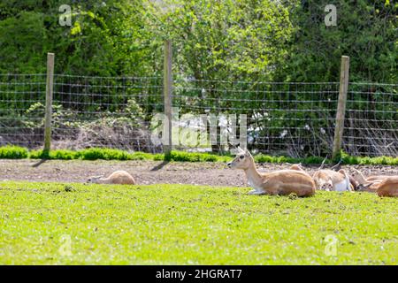 Nahaufnahme des wunderschönen persischen Farllow-Hirschen im wunderschönen West Midland Safari Park in Spring Grove, Großbritannien Stockfoto