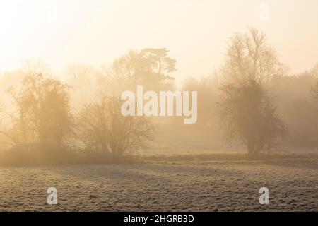 Nebliger Morgen im Pishiobury Park, Sawbridgeworth Stockfoto