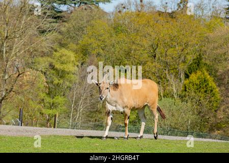 Nahaufnahme einer Antilopenwanderung im wunderschönen West Midland Safari Park in Großbritannien Stockfoto