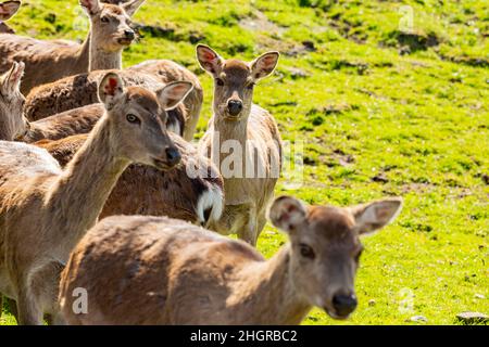 Nahaufnahme des schönen Sika-Hirsches im wunderschönen West Midland Safari Park in Spring Grove, Großbritannien Stockfoto