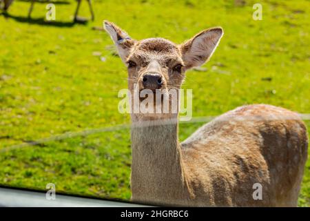 Nahaufnahme des schönen Sika-Hirsches im wunderschönen West Midland Safari Park in Spring Grove, Großbritannien Stockfoto