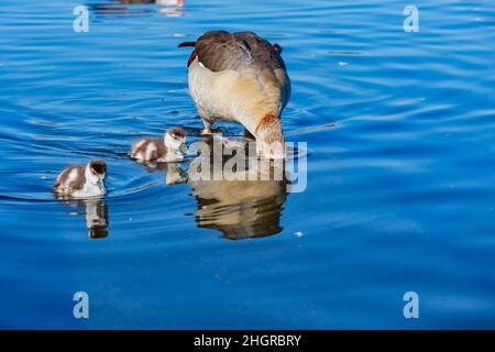 Nahaufnahme einer niedlichen ägyptischen Gans mit ihrem Kind im Hyde Park in London, Großbritannien Stockfoto