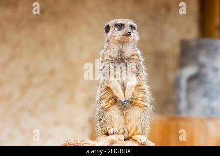 Nahaufnahme des niedlichen Meerkat im wunderschönen West Midland Safari Park in Spring Grove, Großbritannien Stockfoto