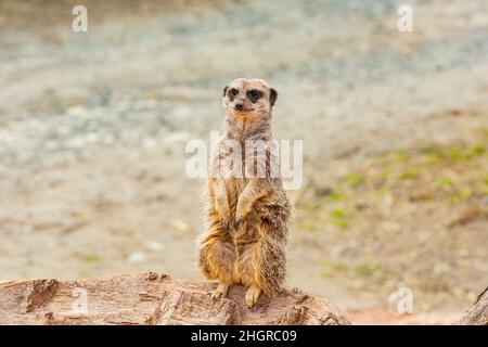 Nahaufnahme des niedlichen Meerkat im wunderschönen West Midland Safari Park in Spring Grove, Großbritannien Stockfoto