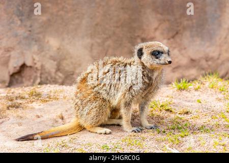 Nahaufnahme des niedlichen Meerkat im wunderschönen West Midland Safari Park in Spring Grove, Großbritannien Stockfoto