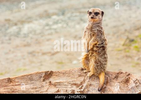 Nahaufnahme des niedlichen Meerkat im wunderschönen West Midland Safari Park in Spring Grove, Großbritannien Stockfoto