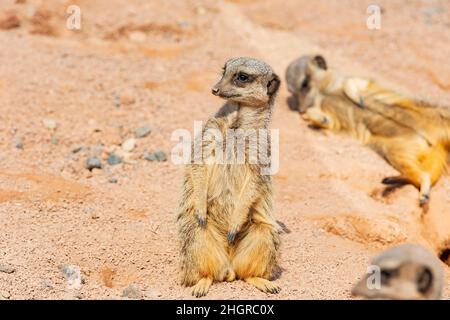 Nahaufnahme des niedlichen Meerkat im wunderschönen West Midland Safari Park in Spring Grove, Großbritannien Stockfoto