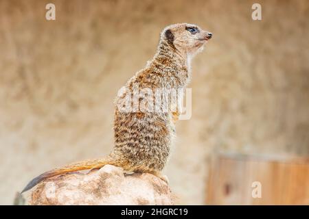 Nahaufnahme des niedlichen Meerkat im wunderschönen West Midland Safari Park in Spring Grove, Großbritannien Stockfoto