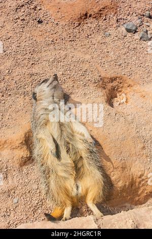 Nahaufnahme des niedlichen Meerkat im wunderschönen West Midland Safari Park in Spring Grove, Großbritannien Stockfoto