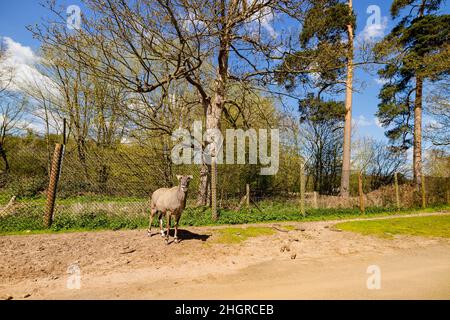 Nahaufnahme einer Antilopenwanderung im wunderschönen West Midland Safari Park in Großbritannien Stockfoto