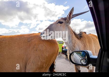 Nahaufnahme einer Antilopenwanderung im wunderschönen West Midland Safari Park in Großbritannien Stockfoto