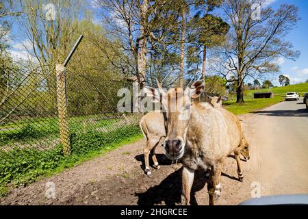 Nahaufnahme einer Antilopenwanderung im wunderschönen West Midland Safari Park in Großbritannien Stockfoto