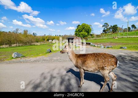 Nahaufnahme des schönen Sika-Hirsches im wunderschönen West Midland Safari Park in Spring Grove, Großbritannien Stockfoto