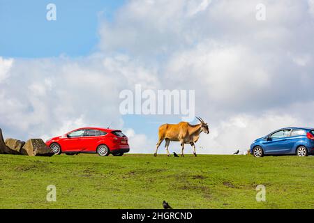 Spring Grove, APR 23 2016 - Nahaufnahme einer Antilopenwanderung im wunderschönen West Midland Safari Park Stockfoto