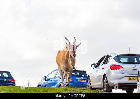 Spring Grove, APR 23 2016 - Nahaufnahme einer Antilopenwanderung im wunderschönen West Midland Safari Park Stockfoto