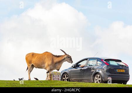 Spring Grove, APR 23 2016 - Nahaufnahme einer Antilopenwanderung im wunderschönen West Midland Safari Park Stockfoto