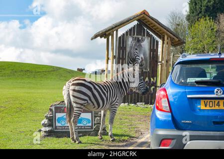 Spring Grove, APR 23 2016 - Nahaufnahme eines süßen Zebras im wunderschönen West Midland Safari Park Stockfoto