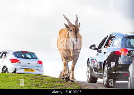 Spring Grove, APR 23 2016 - Nahaufnahme einer Antilopenwanderung im wunderschönen West Midland Safari Park Stockfoto