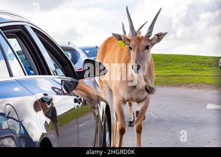 Spring Grove, APR 23 2016 - Nahaufnahme einer Antilopenwanderung im wunderschönen West Midland Safari Park Stockfoto
