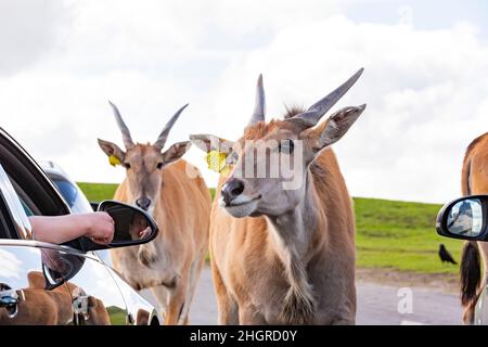 Spring Grove, APR 23 2016 - Nahaufnahme einer Antilopenwanderung im wunderschönen West Midland Safari Park Stockfoto