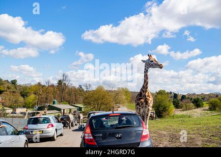 Spring Grove, APR 23 2016 - Nahaufnahme der Giraffe beim Spaziergang im wunderschönen West Midland Safari Park Stockfoto