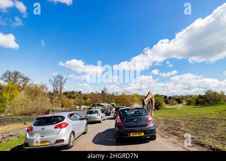 Spring Grove, APR 23 2016 - Nahaufnahme der Giraffe beim Spaziergang im wunderschönen West Midland Safari Park Stockfoto