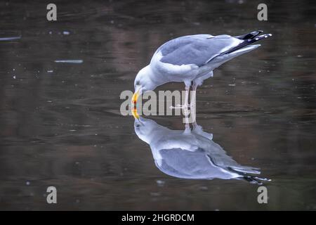 Nahaufnahme einer Möwe, die auf einer gefrorenen Seeoberfläche steht, mit Spiegelbild Stockfoto