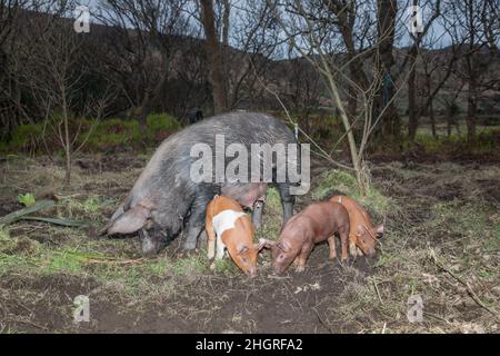 Urhan, Cork, Irland. 22nd. Januar 2022. 'Peppa', eine eineinhalb Jahre alte Tamworth Duroc-Kreuzsau, die mit ihren drei Ferkeln in der Nähe von Urhan im Westen von Cork, Irland, nach Nahrung aufsuche. - Credit; David Creedon / Alamy Live News Stockfoto