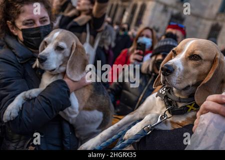 Barcelona, Spanien. 22nd Januar 2022. Während der Demonstration werden Demonstranten gesehen, wie sie ihre Lieblingssäule zeigen.Hunderte von Menschen haben sich auf der Plaza de Sant Jaume versammelt, die von der Pacma-Tierrechtspartei aufgerufen wurde, gegen die Experimente mit dreißig Beagle-Welpen zu protestieren, die von den Labors in Vicotecnia in einem pharmakologischen Forschungsprojekt durchgeführt wurden. (Foto von Paco Freire/SOPA Images/Sipa USA) Quelle: SIPA USA/Alamy Live News Stockfoto