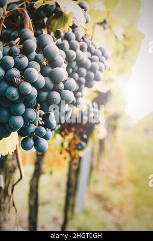 Natürliche Rotweintrauben im Weinberg. Nebliger Herbsttag während der Erntezeit. Stockfoto
