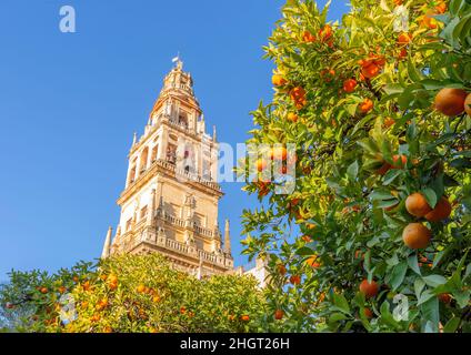 Giralda und Orangenbaumhof, Es ist der Name, der dem Glockenturm der Kathedrale Santa Maria de la Sede der Stadt Sevilla, in Andalus gegeben wird Stockfoto