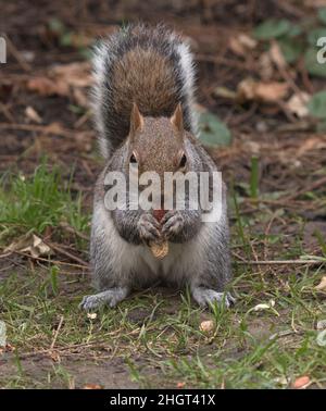 Graue Eichhörnchen Essen Peanut Stockfoto