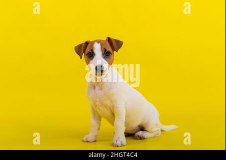 Ein Welpe sitzt auf einem gelben Hintergrund und schaut auf die Kamera. Ein ausgebildeter kleiner Hund führt einen Sit-Befehl aus. Reinrassige Kurzhaar Jack Russell Terrier. Stockfoto