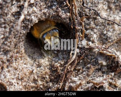 Heather Colletes Biene (Colletes succinctus), die aus ihrem Nestbau in einem sandigen Ufer in Heide, Dorset, Großbritannien, im September, hervortritt. Stockfoto