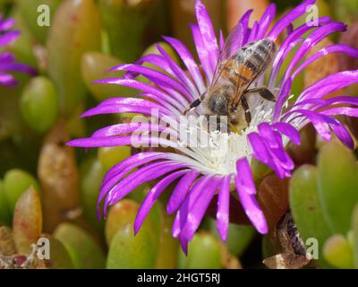 Honigbiene (APIs mellifera), die aus einer purpurnen Taupflanze (Disphyma crassifolium) auf einer Küstenklippe, Lizard Point, Cornwall, Großbritannien, entstammt. Stockfoto