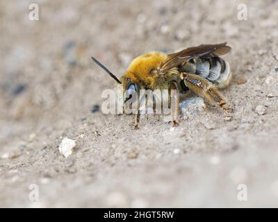 Langhornbiene (Eucera longicornis) Weibchen, eine seltene Art im Vereinigten Königreich, in der Nähe ihres Neststandortes auf sandigen Klippen, The Lizard, Cornwall, Großbritannien, Juni. Stockfoto