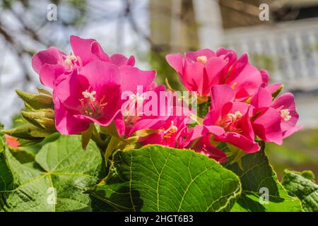 Pinkball Pink Tropical Hydrangea Dombeya Wallichi Green Verlässt Key West Florida Stockfoto