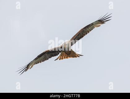 Nahaufnahme eines Red Kite (Milvus milvus) in mit ausgestreckten Flügeln fliegen Rote Drachen werden jetzt leichter in Suffolk, Großbritannien, zu sehen Stockfoto