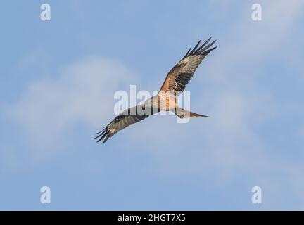 Nahaufnahme eines majestätischen Roten Drachen (Milvus milvus) im Flug. Mit ausgestreckten Flügeln in den Wolken schweben. Suffolk, Großbritannien Stockfoto