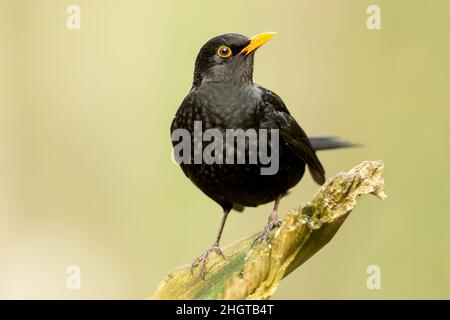 Blackbird. Wissenschaftlicher Name: Turdus merula. Nahaufnahme einer männlichen Amsel, die auf einem gebrochenen Ast thront und nach rechts schaut. Hintergrund bereinigen. Kopieren Stockfoto