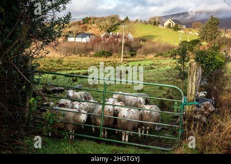 Schafe an einem Zaun auf der Weide in der Nähe von Derrada, Grafschaft Mayo. In der Gegend wurden wunderschöne Spaziergänge gemacht, die Burrishoole Loop Walks. Stockfoto