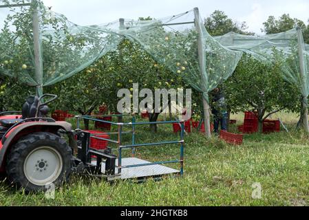 Ein intensiver biologischer Anbau von Äpfeln, die mit einem Anti-Hagelschutznetz bedeckt sind Stockfoto