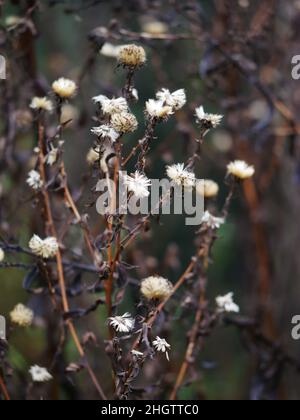 Aster-Saatköpfe im Winter Stockfoto